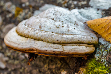 Old brown tree Fungus on Tree Stem Against Autumn Scenery in Polesye natural Resort.
