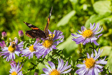  Schmetterling auf Herbstaster - Insekten im Herbst - Herbstnahrung für Schmetterlinge, heimische Schmetterlinge