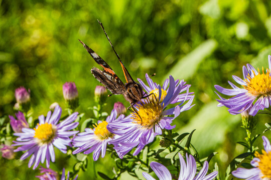  Schmetterling auf Herbstaster - Insekten im Herbst - Herbstnahrung f&uuml;r Schmetterlinge, heimische Schmetterlinge