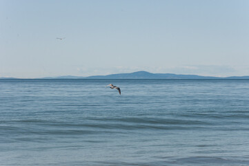 A couple of sea gulls flying over Puget Sound at Dungeness Spit area, Olympic Peninsula, USA