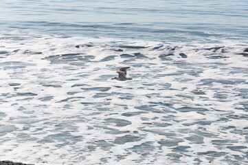 Fototapeta premium A shot of sea gull flying over surf foam at Dungeness Spit, Olympic Peninsula, USA