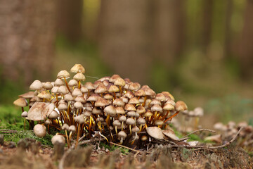 Pilze am Baumstumpf