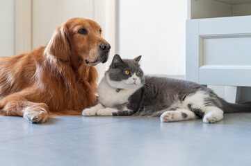 British Shorthair and Golden Retriever get along