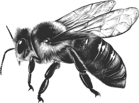 PNG engraved style illustration for posters, decoration and print. Hand drawn sketch of bee in monochrome isolated on white background. Detailed vegetarian food drawing.	
