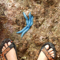 Feet and blue starfish on the rock