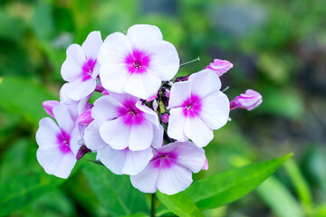 Naklejka na ściany i meble Flowering branch of bicolor pink perennial tall phlox, front close-up.