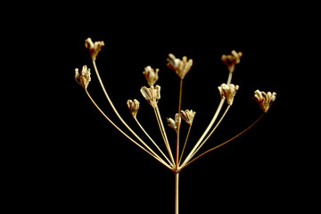 dried flower on black background