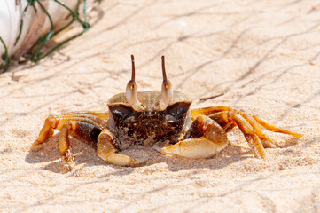 Ocypode ceratophthalmus in the sand on the ocean. Phuket, Thailand