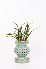 An orchid (Dharmajungtu) is planted in a potted plant. The background has a clipping path, so you can change the background color freely.