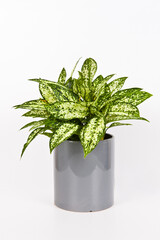 
Aglaonema is planted in a potted plant. The background has a clipping path, so you can freely change the background color.
