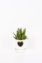 Sansevieria Stucky (Stookie) is planted in a potted plant. The background has a clipping path, so you can freely change the background color.