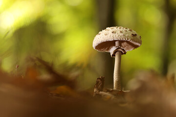 Pilz im Wald 