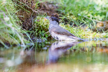 Eurasian blackcap (Sylvia atricapilla) sitting at a pond in spring.