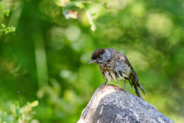 Eurasian blackcap (Sylvia atricapilla) sitting on a rock and shaking off water after bathing in spring.