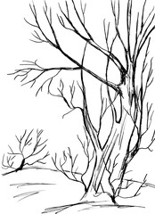 Obraz premium Trees with bare branches are black on a white background