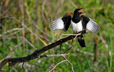 Eurasian Magpie // Elster (Pica pica)