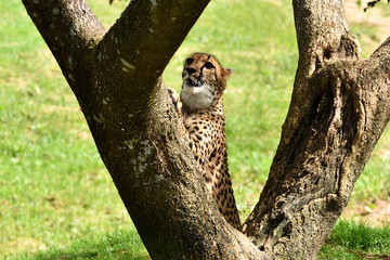 木に登るチーター