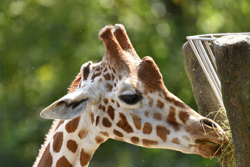 Obraz premium アミメキリン