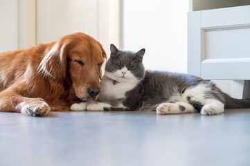 British Shorthair and Golden Retriever get along