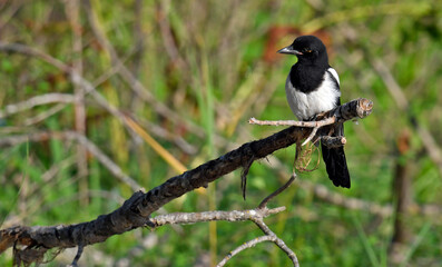 Elster // Common Magpie (Pica pica)