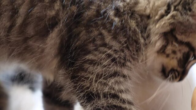 ragdoll being nice and easy going considerate get alone with