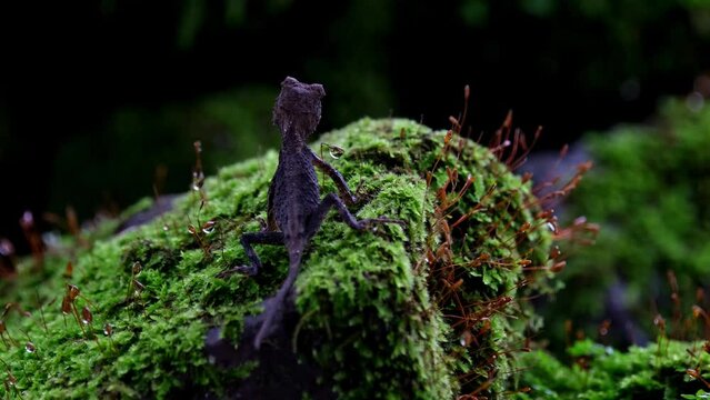 A zoom out of this lovely lizard as seen from its back resting on a mossy rock, Brown Pricklenape Acanthosaura lepidogaster, Khao Yai National Park.