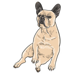 Vintage hand drawn sketch  colored brown french bulldog