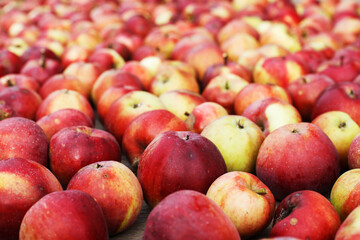 Many Fresh red apples background. harvest concept.
