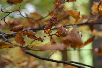 Autunno nel Parco Nazionale della Maiella