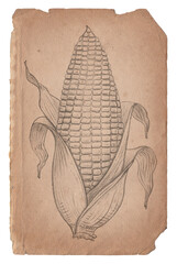 Old vintage paper with hand drawn corn isolated
