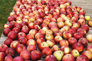 Many Fresh red apples background. harvest concept.