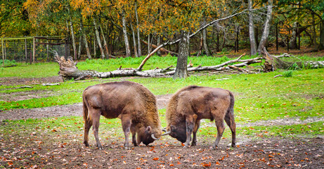 Fighting bison head to head in autumn cloudy day mood