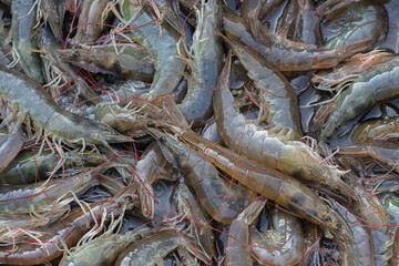 Closeup live shrimps of Pacific white shrimp or White leg shrimp (Litopenaeus Vannamei) in the...