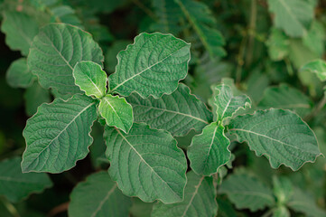 Green leaves of Rough-chaffed flower, Washerman&rsquo;s plant, Prickly chaff-flower (Achyranthes Aspera) in the natural tropical grassland