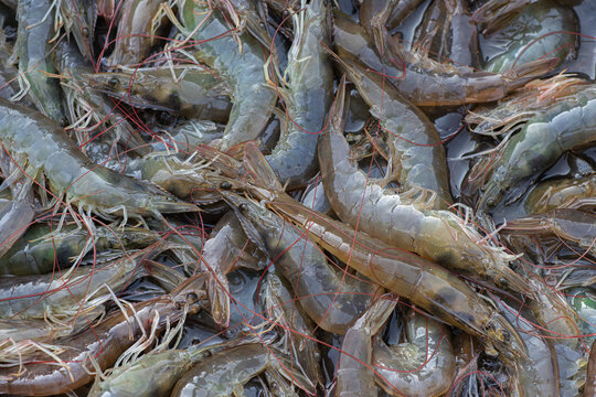 Closeup live shrimps of Pacific white shrimp or White leg shrimp (Litopenaeus Vannamei) in the aquaculture farm