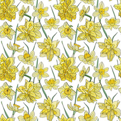 Vector seamless pattern of daffodil flowers. Young leaves and inflorescences are drawn by hand.