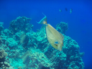 nose surgeon fish swims to the bottom of the blue sea