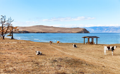 Baikal Lake. Olkhon Island in autumn. The sandy beach is empty, the tourists have left for the city, and now only cows are sunbathing on the shore