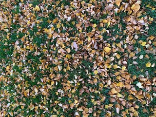 green leaves background