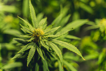 Close Up of a Young Hemp or Marijuana Plant Growing in a Nursery Getting Ready to be Planted in a Field. High quality photo