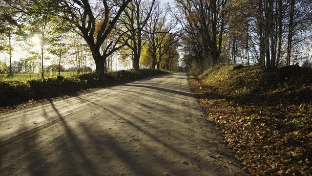 Dirt rural road goes around the corner. Beautiful trees with yellow leaves grow on the side of the road. Sunny warm day in October in the countryside. Latvia