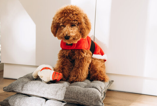 A small ginger poodle dog in a Santa suit sits on a gray pillow on a sunny day. Christmas concept, front view