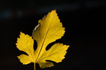 autumn leaves on black