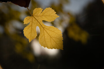 autumn leaves on the tree