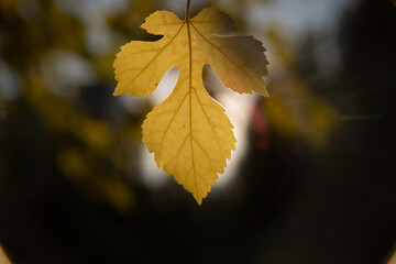 autumn leaves on the tree