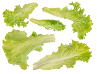Green fresh lettuce leaves isolated, clipping pas