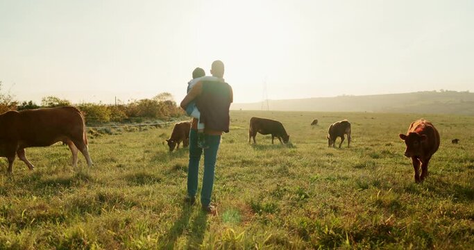 Family, farm and cattle with a girl and father walking on a field or grass meadow in the agricultural industry. Agriculture, sustainability and farming with a man farmer and daughter tending the cows