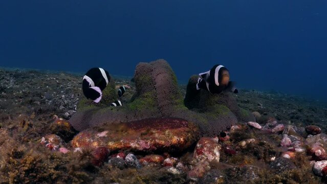 A family of Clownfish - Saddleback Anemonefish - Amphiprion polymnus lives in an anemone and takes care of eggs. Sea life of Tulamben, Bali, Indonesia. 