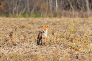 A red fox is caught off guard while catching mice.