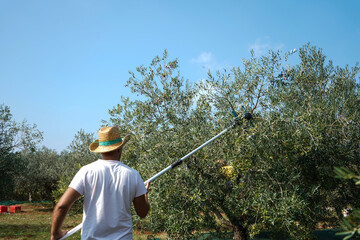 Olive harvest season: farmer harvesting olives with picking machine (olive shaker) in olive grove for olive oil production on sunny day
